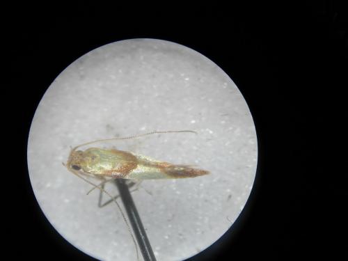 Caloptilia sp.